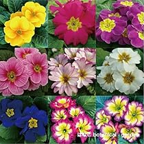 専用　ブライダルベール　プリムラジュリアン　れんげそう　すずらん　クレイフラワー Amazon｜siawadeky 造花 花束 スズラン 16束32本 フラワリー